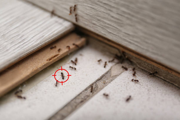 Spider Control Near Me in Prattville, AL